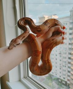 a hand holding a snake in front of a window with city buildings outside the window