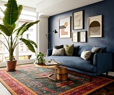 a living room with blue walls and rugs on the floor, potted plant in corner