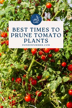 Article about the best time to prune tomato plants, featuring essential tips on when and how to cut back plants for healthier growth and higher yields.