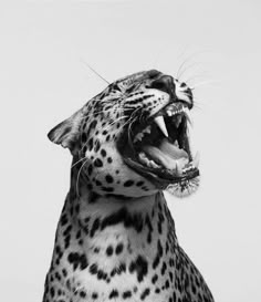 a black and white photo of a leopard with its mouth open