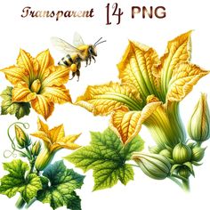 Blossom Drawing, Squash Blossoms, Blossom Tattoo, Pumpkin Png, Squash Blossom, High Resolution Picture, Background Png