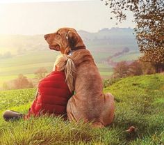 a dog sitting on top of a lush green field next to a red pillow in the grass