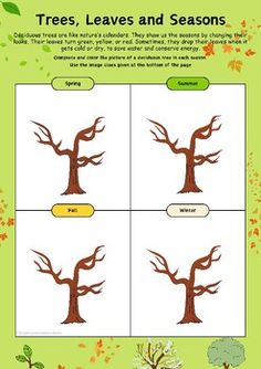 trees, leaves and seasons worksheet