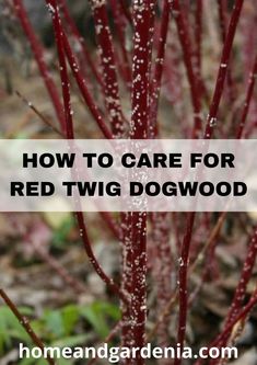 red twig with the words how to care for red twig dogwood