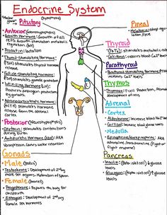 the endomene system is labeled in several different colors and sizes, including one with an