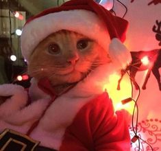 a cat wearing a santa hat and lights