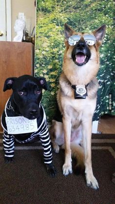 I like how their facial expressions match their costumes pretty well. Best Dog Halloween Costumes, Dogs Costumes, Cat Costume Diy, Meme Costume, Chat Diy, Halloween Costumes Diy