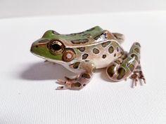 a frog sitting on top of a white surface