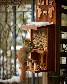 a squirrel eating nuts from a nut bar