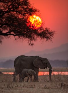 an adult and baby elephant walking in front of the sun at sunset, with their mother