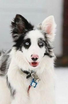 a black and white dog with blue eyes is standing in the snow looking at the camera