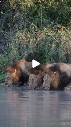 three lions drinking water from a river with trees in the background