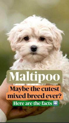 a small white dog sitting on top of a person's hand with the caption maltipo maybe the cutest mixed breed ever? here are the fact