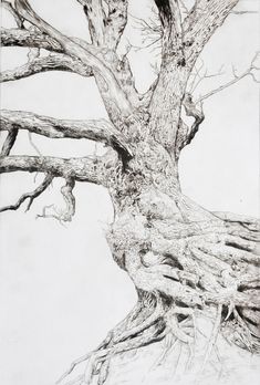 a pencil drawing of a tree with no leaves