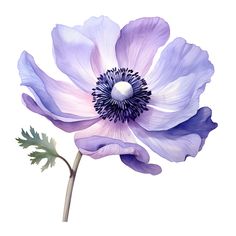 an image of a purple flower on a white background