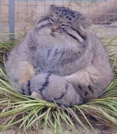 a cat that is sitting in the grass