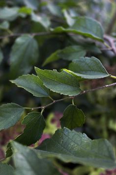 a branch with green leaves in the foreground