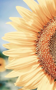 a large sunflower with lots of seeds on it's face and the sky in the background