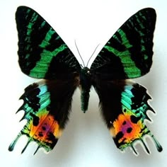 a colorful butterfly sitting on top of a white surface