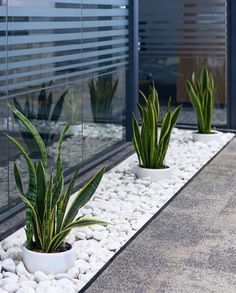 three potted plants sitting on top of white rocks in front of a glass window