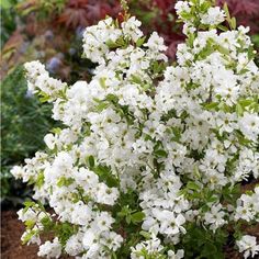 white flowers are blooming in the garden