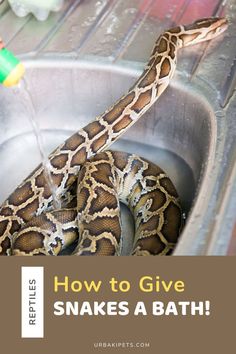 a snake in a sink with the words how to give snakes a bath