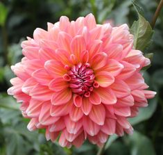 a pink flower with green leaves in the background