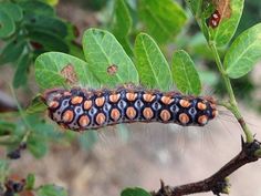 a close up of a caterpillar on a plant with leaves in the background