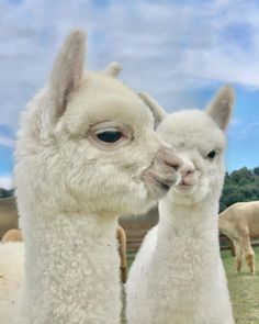 two white llamas standing next to each other