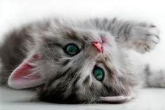 a grey cat with green eyes laying on its back and looking up at the camera