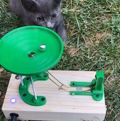 a cat is playing with a toy on the grass