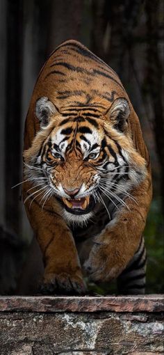 a large tiger walking across a stone wall