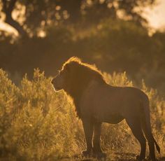 a large lion standing in the middle of a field at sundown with trees in the background