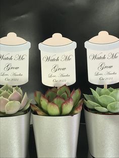 three potted succulents with labels on them