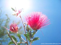 two pink flowers with green leaves against a blue sky and some trees in the background