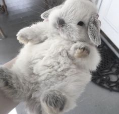 a person holding a small white rabbit in their hand with it's front paws up