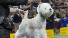 a small white dog being groomed by its owner at a dog show in front of an audience