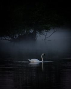 a swan is swimming in the water on a foggy night with trees behind it