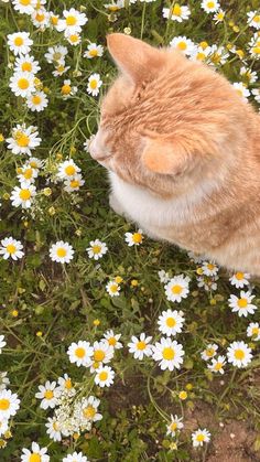 an orange and white cat sitting in the middle of daisies