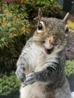 a gray squirrel standing on its hind legs with it's front paws up and mouth wide open