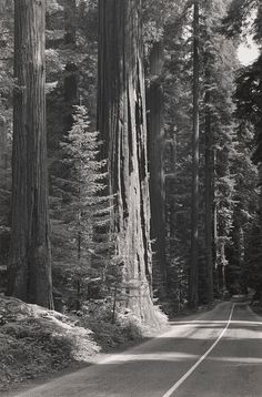 an old black and white photo of a road in the woods