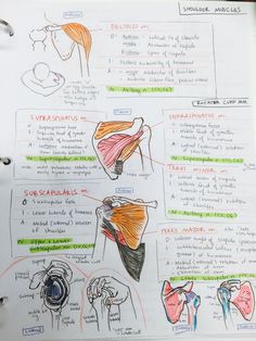 a hand drawn diagram of muscles and their functions in the body on a piece of paper