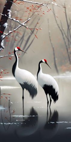 two white and black birds standing in water next to trees with red berries on it