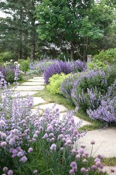 a garden filled with lots of purple flowers next to trees and grass covered walkways