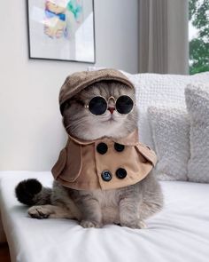 a cat wearing sunglasses and a coat sitting on a bed