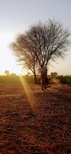 an elephant standing next to a tree on top of a dry grass field with the sun behind it