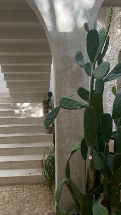 there is a potted plant in front of the stairs