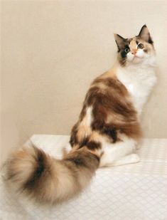 a fluffy cat sitting on top of a white table next to a brown and white wall