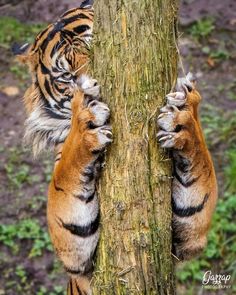 two tiger cubs climbing up the side of a tree to climb on it's trunk