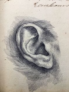 an ink drawing of a ear